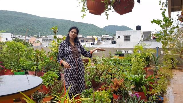 వర్షం పడిన తర్వాత మొక్కలు ఎందుకు పచ్చ గా మారుతాయి? Rainy season tasks in the garden. #rainyseason