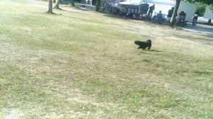 4DRC V14 DRONE - DRONE CAM + FLIGHT TEST