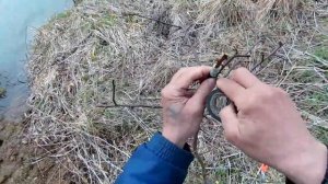 прививка груши на яблоню и результаты прививки