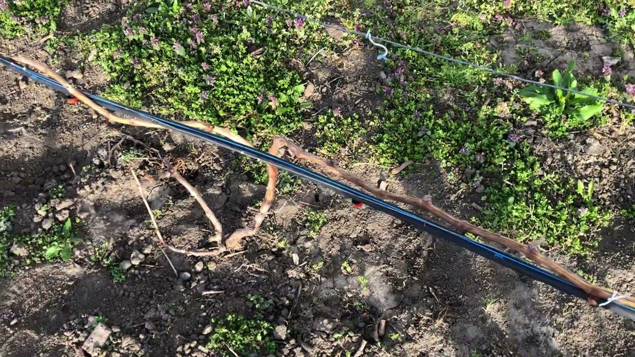 Состояние виноградника на 31.03.24. 89184654603.