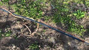 Состояние виноградника на 31.03.24. 89184654603.