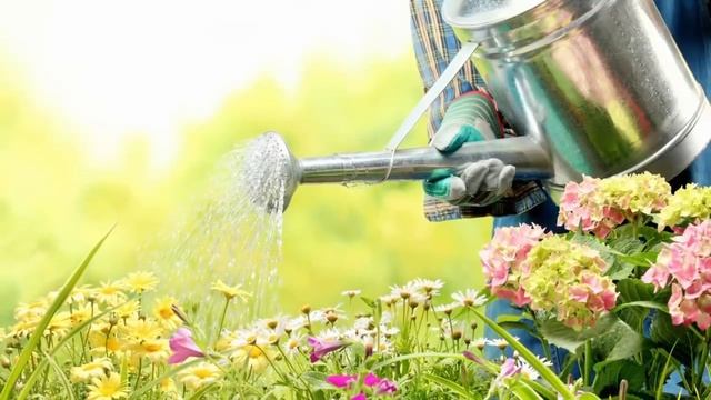 Полив комнатных растений! Как правильно поливать цветы!