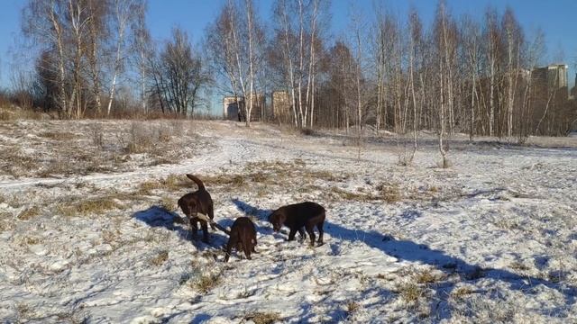 Почему не надо заводить собаку? 24 причины. смотреть онлайн