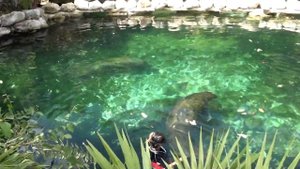 Морские коровы