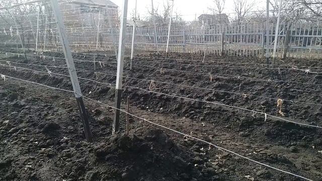 ? КОГДА открывать ВИНОГРАД. СОВЕТЫ НАЧИНАЮЩИМ. Как определить сроки открытия самостоятельно. смотреть онлайн