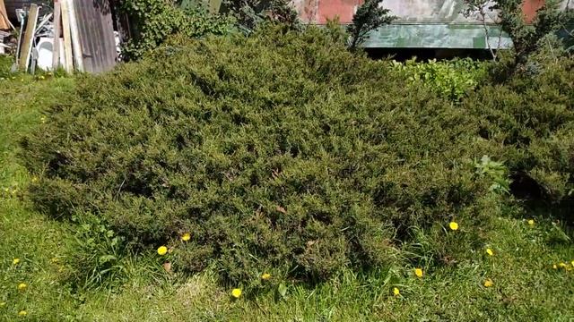 можжевельник стелющийся 2 куста по 4метра смотреть онлайн