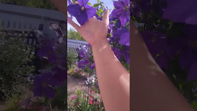 Клематисы моя любовь!!!