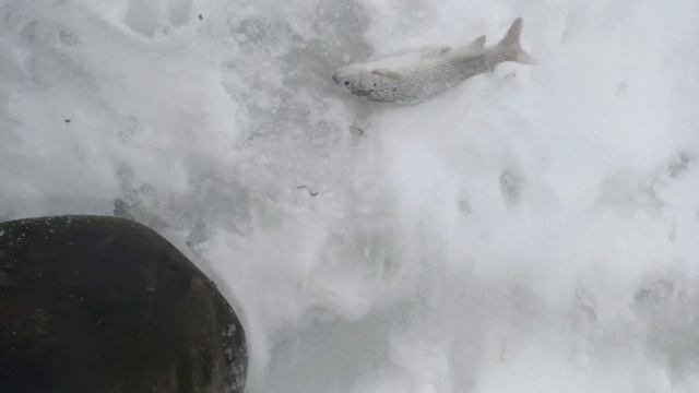 Ловля ХАРИУСА, там где БОБРЫ ЖИВУТ! Ловля ХАРИУСА со льда на мормышку! Бешеный клёв!