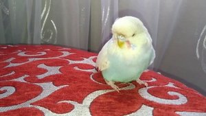 Наш новый питомец попугай Чех