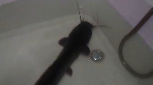 #Экоферма #УЗВ #Акваферма. #Африканский #клариевый #сом. Вкусная и полезная рыба.