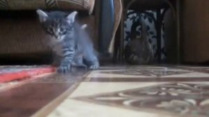 Краш-тест котят Crash Test kittens