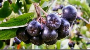 Полезные свойства черноплодной рябины
