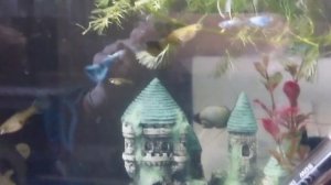 Гуппи малахит (самцы и самки)