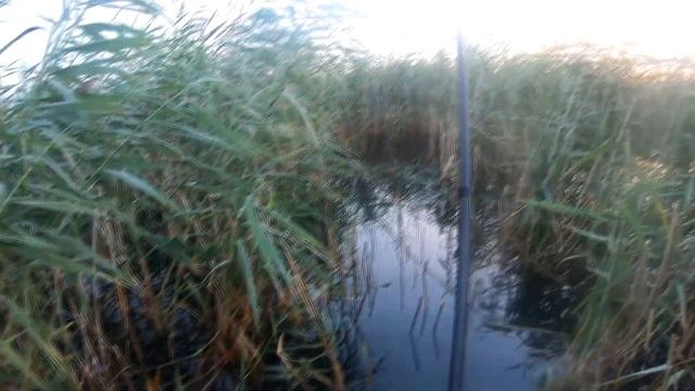 Карп в густом тростнике. Ловля карпа на боковой кивок. (оз. Синеглазово) смотреть онлайн