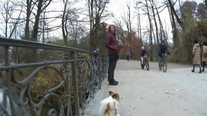 Энглишер Гартен в Мюнхене с точки зрения собаки. Englischer Garten, München.