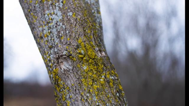 Using a Sony A7R V with a Medium Format Stitching Adapter смотреть онлайн