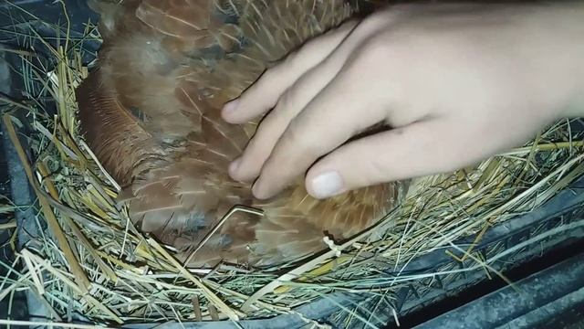 завтра вывод у квочки - цыпленок пищит в яйце / загадка смотреть онлайн