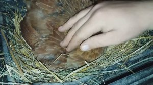 завтра вывод у квочки - цыпленок пищит в яйце / загадка