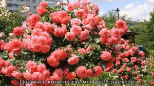 Роза Розариум Ютерсен