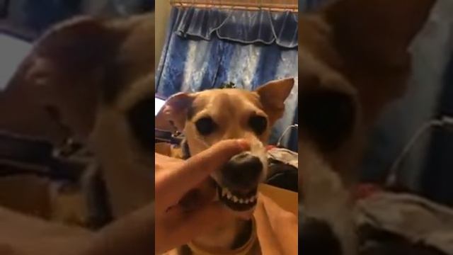 Собака моих знакомых поёт страшную песенку смотреть онлайн