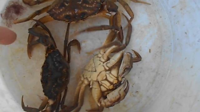 Черноморские крабы смотреть онлайн