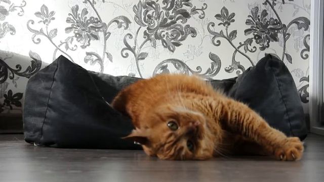 Рыжий кот хочет ласки смотреть онлайн