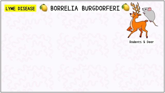 Borrelia Microbiology (Lyme disease): Morphology, Pathogenesis, Signs, Diagnosis, Treatment смотреть онлайн