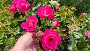 РОЗЫ. САМЫЕ ЛУЧШИЕ И ЯРКИЕ РОЗЫ. Айсфогель, Аскот, Пиано, Хайматмелоди