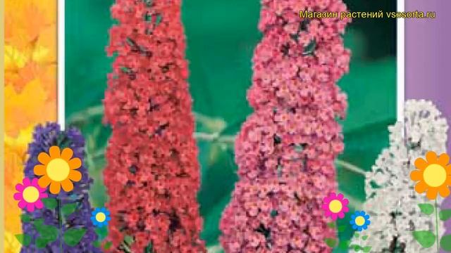 Буддлея давида Смесь окрасок. Краткий обзор, описание характеристик buddleja davidii Smes' okrasok смотреть онлайн