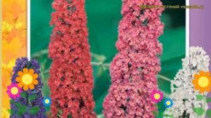 Буддлея давида Смесь окрасок. Краткий обзор, описание характеристик buddleja davidii Smes' okrasok