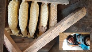 Почему пчелы умирают в колодах и ульях - Реальный опыт