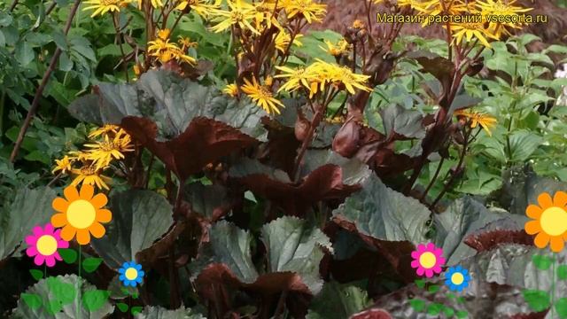 Бузульник зубчатый Миднайт Леди. Краткий обзор, описание характеристик Midnight Lady смотреть онлайн