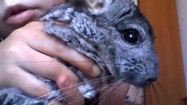 домашняя животное шиншилла смотреть онлайн