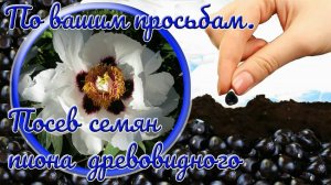30.09.22г. По вашим просьбам. Посев семян пиона древовидного.