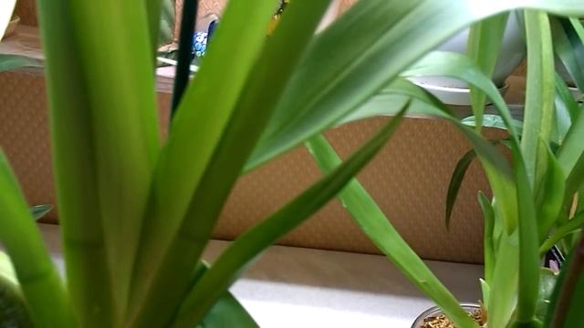 Орхидея Камбрия, уход. смотреть онлайн