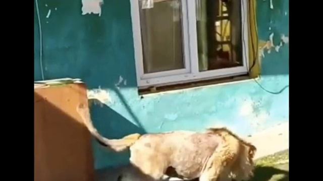 Как же так??? Когда львёнок подрос, ему переломали задние ноги... #спасение #заботаоживотных