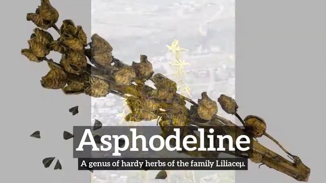 How Does Asphodeline Look? | What is Asphodeline? | How to Say Asphodeline in English? смотреть онлайн