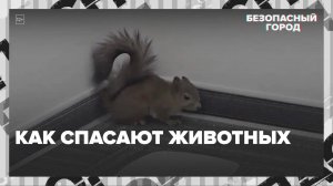 Как спасают животных — Москва24|Контент