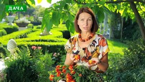 БАРХАТЦЫ (чернобривцы) - полезные свойства и применение//Супер рецепт аджики из бархатцев