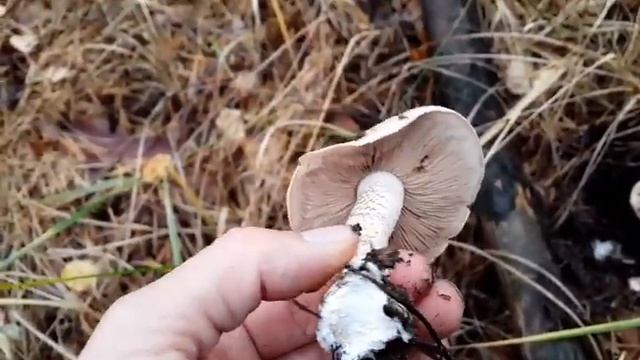 Неизвестные грибы