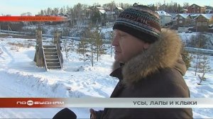 Агрессивные собаки нападают на детей в разных городах региона. Одна девочка госпитализирована