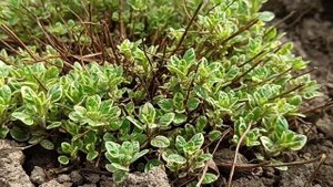 Почвопокровные растения в моём саду/ просто без слов.