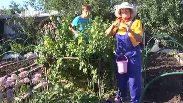 Ягодные и плодовые культуры сорта, уход и переработка смотреть онлайн