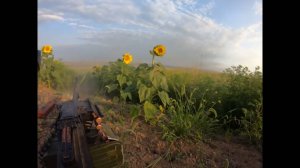 Полюшко-поле