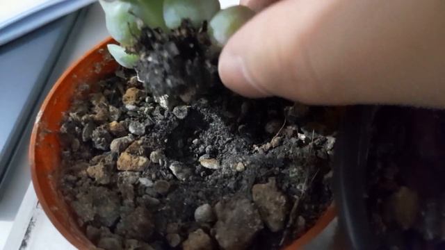 Echeveria Pikachu / Suggestions for soil mixture / Succulent Unboxing video #45 / Whilly смотреть онлайн