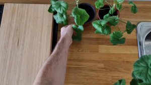 Пеларгония,миф про цветение и обрезку