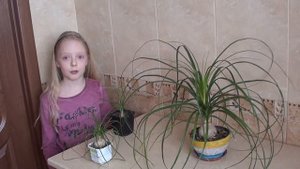 Нолина или бокарнея.