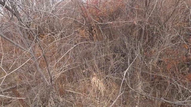 Уехал один в степь. Охота на фазана. Октябрь 2021г. смотреть онлайн