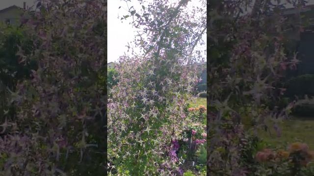 Клематис Рубромаргината смотреть онлайн