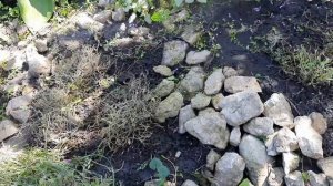 СРОЧНО СДЕЛАЙТЕ ТАК СО СВОЕЙ ОБРИЕТОЙ.УХОД ПОСЛЕ ЦВЕТЕНИЯ. ОТДЫХ.РЫБАЛКА.